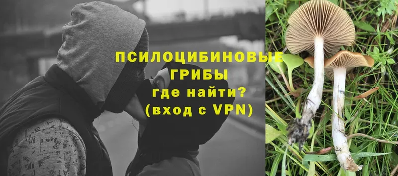 Галлюциногенные грибы Psilocybe  дарк нет состав  Биробиджан 